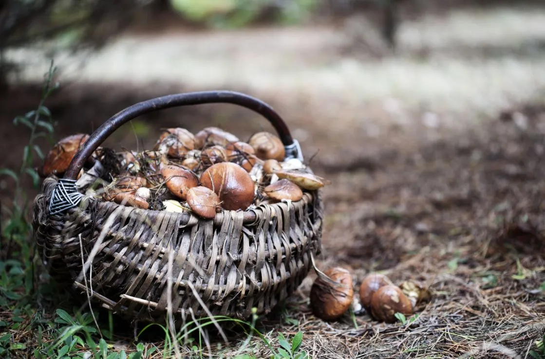 champignons dans un panier